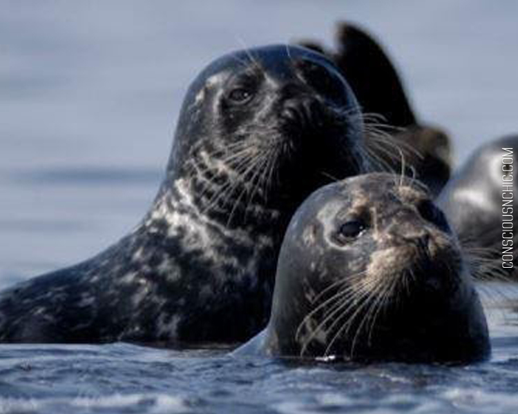 audubon_winter_ecocruise